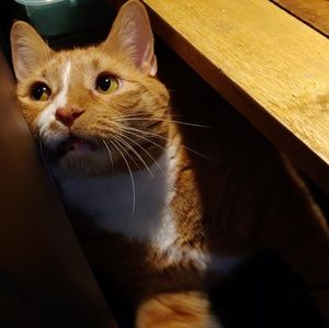 Meet your Posher, Dusty